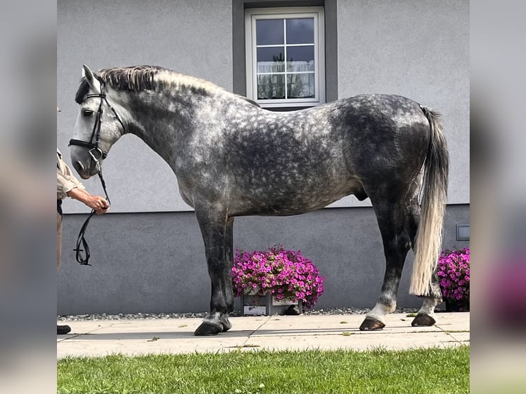 Silésien Étalon 10 Ans 166 cm Gris in Marklowice