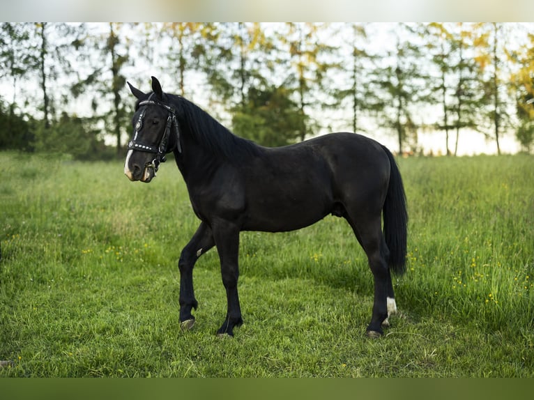 Silésien Étalon 1 Année 147 cm Noir in Zawadka
