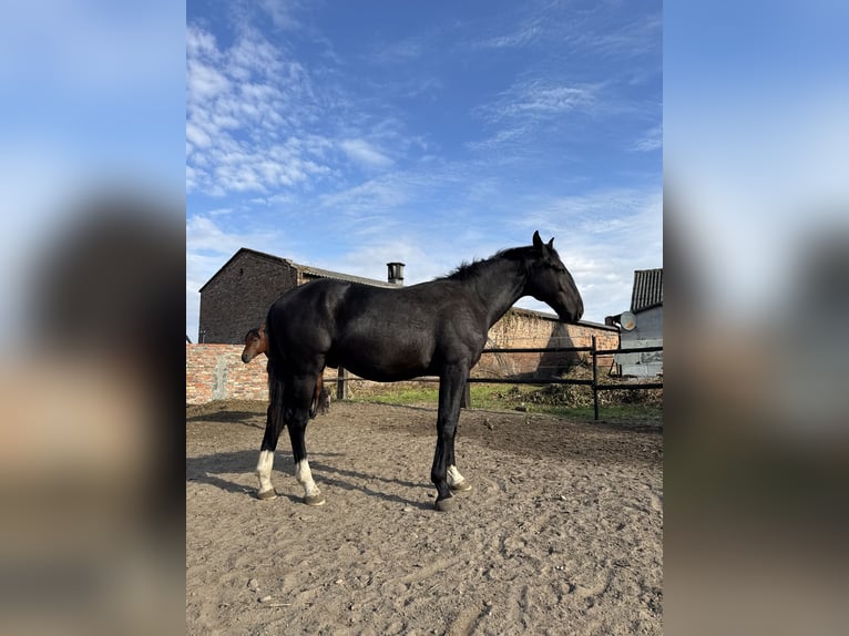Silésien Étalon 1 Année 155 cm Noir in Ko&#x15B;cian