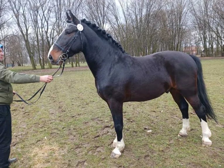 Silésien Étalon 8 Ans Noir in Dąbrowa