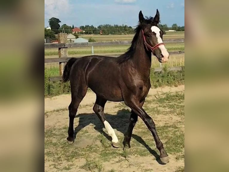 Silésien Étalon Poulain (02/2024) 140 cm Bai brun foncé in Florianów