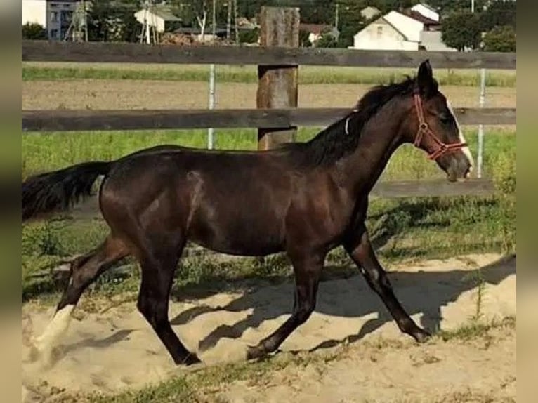 Silésien Étalon Poulain (02/2024) 140 cm Bai brun foncé in Florianów