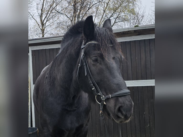 Silésien Hongre 10 Ans 165 cm Noir in M&#xFC;lheim an der Ruhr