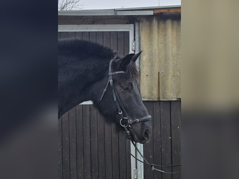 Silésien Hongre 10 Ans 165 cm Noir in M&#xFC;lheim an der Ruhr