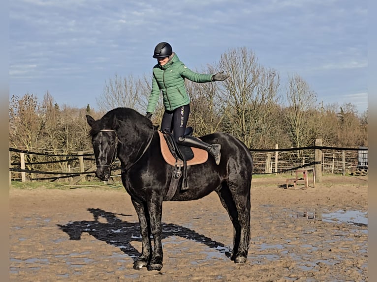 Silésien Hongre 10 Ans 165 cm Noir in M&#xFC;lheim an der Ruhr