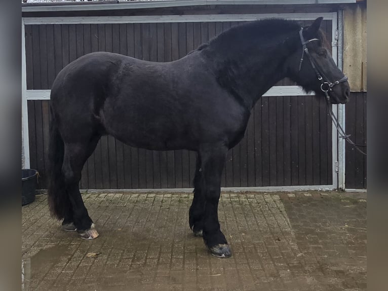 Silésien Hongre 10 Ans 165 cm Noir in M&#xFC;lheim an der Ruhr