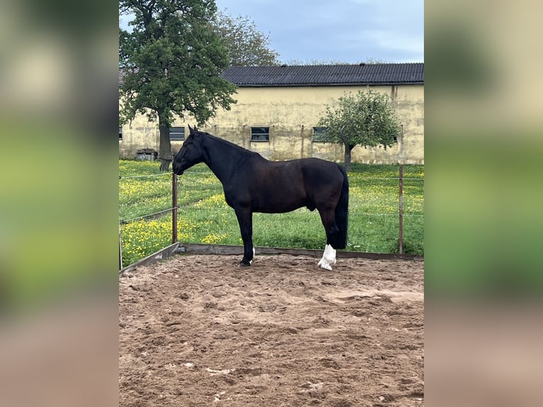 Silésien Hongre 11 Ans 168 cm Noir in Obernzenn