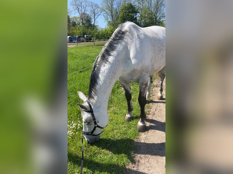 Silésien Hongre 12 Ans 173 cm Gris pommelé in Senden