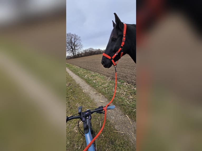 Silésien Hongre 14 Ans 165 cm Bai brun foncé in Gablingen
