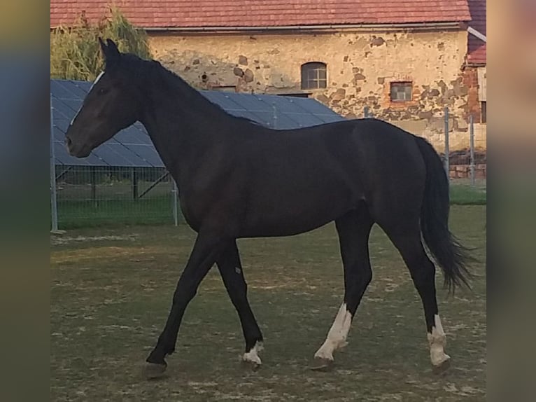 Silésien Hongre 2 Ans 167 cm Noir in Wyręba