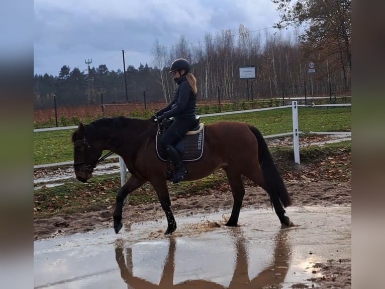 Silésien Croisé Hongre 3 Ans 158 cm Bai in Forst