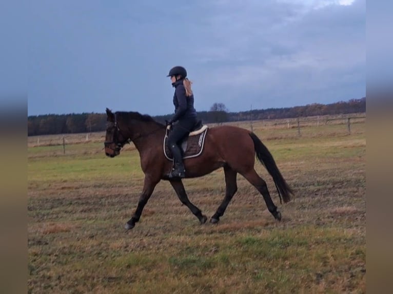 Silésien Croisé Hongre 3 Ans 158 cm Bai in Forst