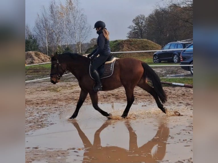 Silésien Croisé Hongre 3 Ans 158 cm Bai in Forst