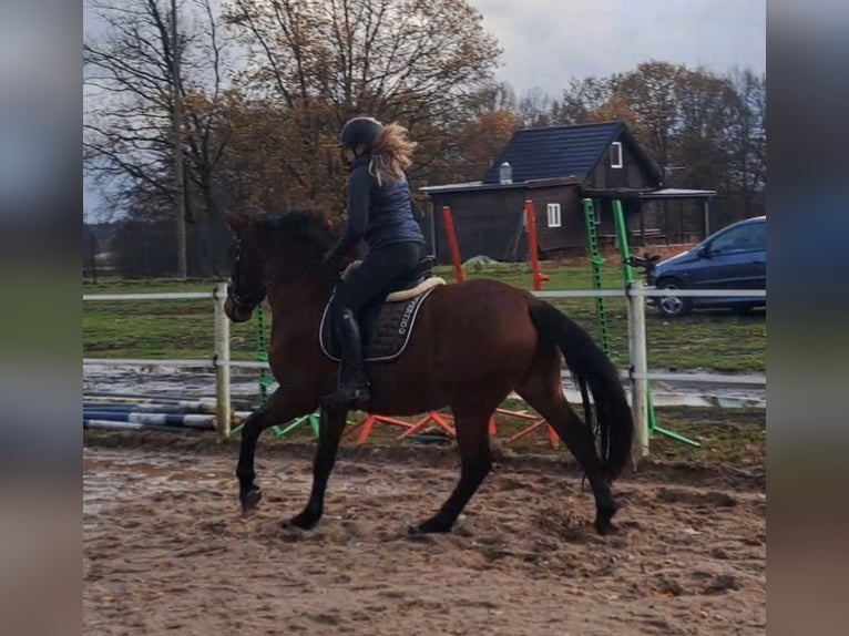 Silésien Croisé Hongre 3 Ans 158 cm Bai in Forst