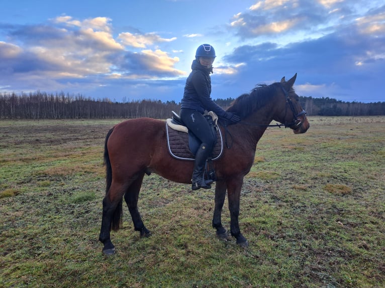 Silésien Croisé Hongre 3 Ans 158 cm Bai in Forst