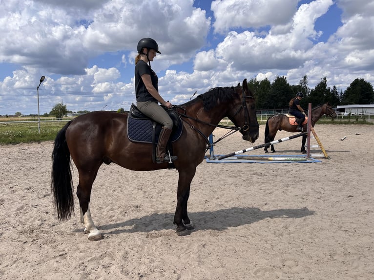 Silésien Hongre 3 Ans 165 cm Bai brun in Warszawa