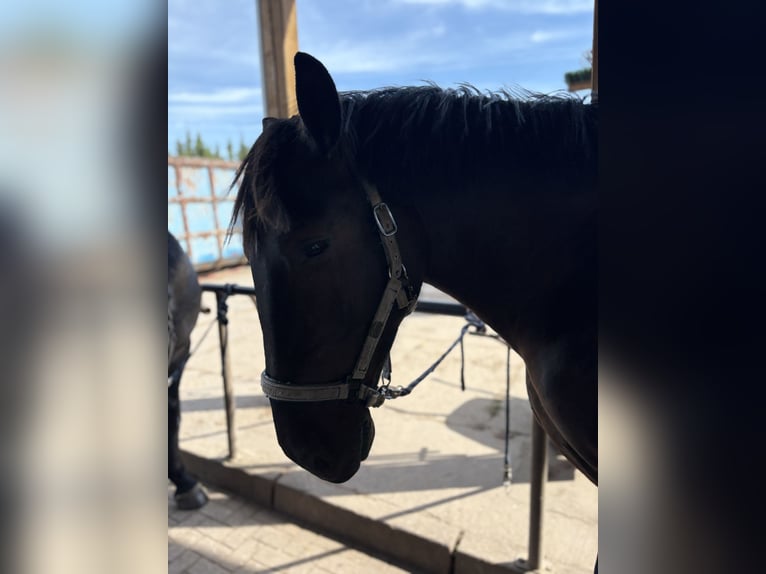 Silésien Hongre 3 Ans 168 cm Bai brun foncé in Calbe/Saale