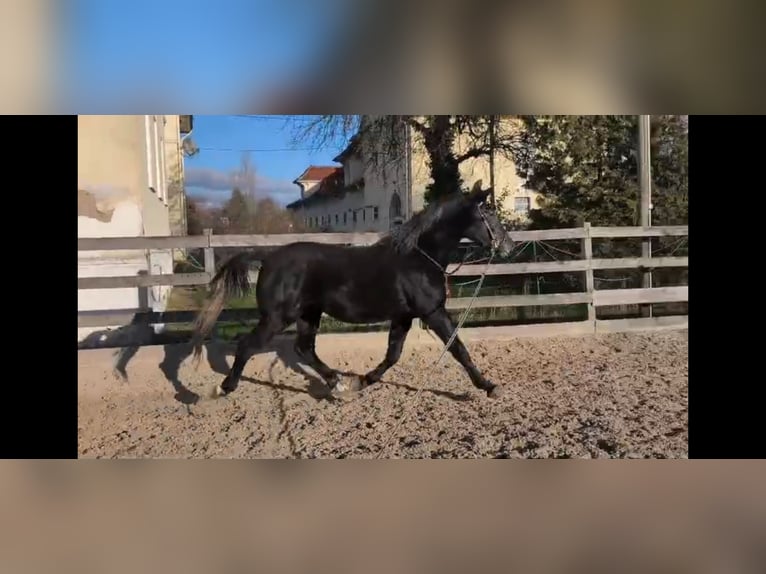 Silésien Hongre 3 Ans 168 cm Gris noir in Hannover