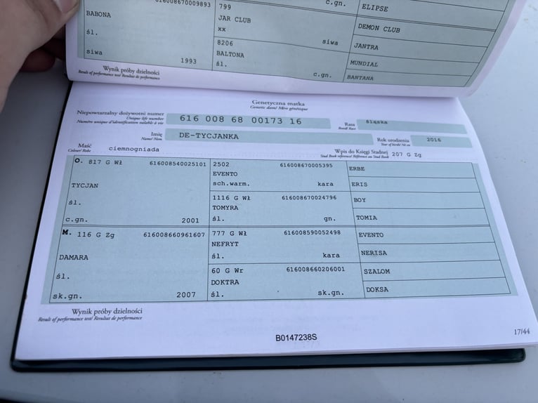 Silésien Hongre 3 Ans 169 cm Bai brun in Ebermannsdorf