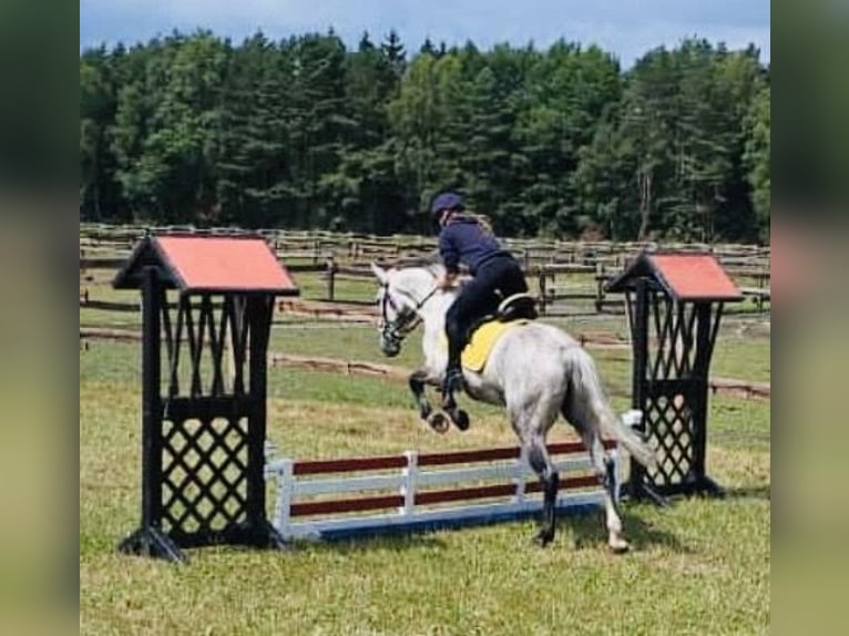 Silésien Hongre 4 Ans 153 cm Gris pommelé in Oebisfelde