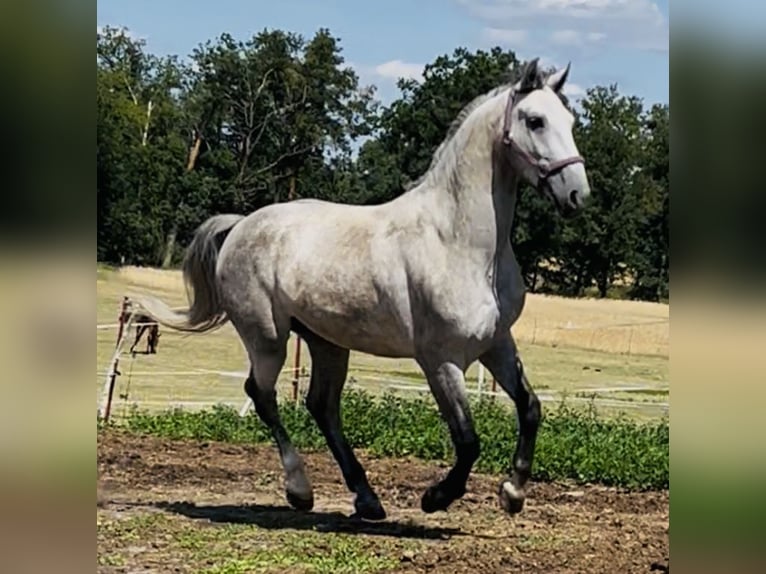 Silésien Hongre 4 Ans 153 cm Gris pommelé in Oebisfelde