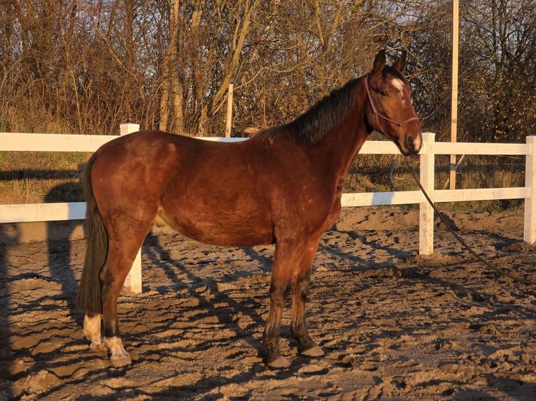 Silésien Croisé Hongre 4 Ans 160 cm Bai in Wiesengrund