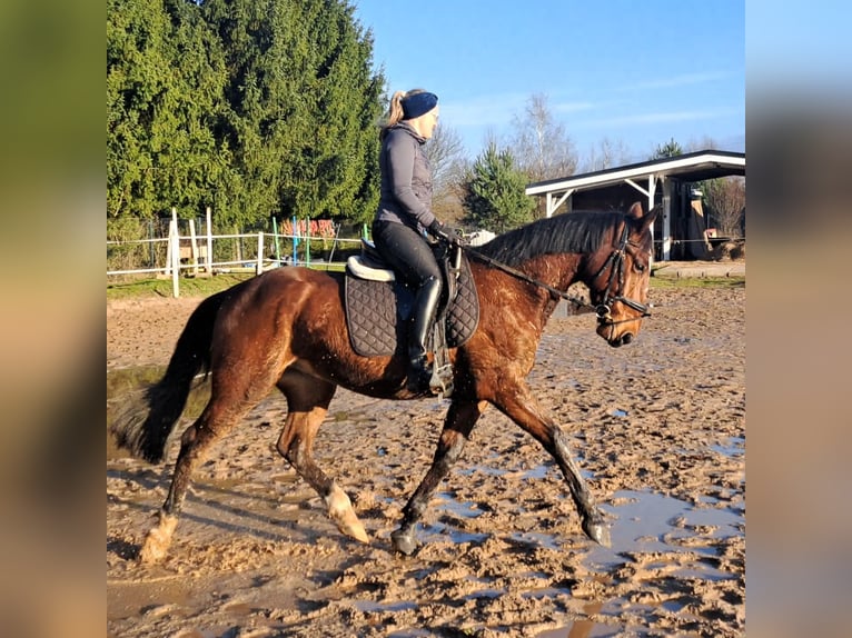 Silésien Croisé Hongre 4 Ans 160 cm Bai in Wiesengrund