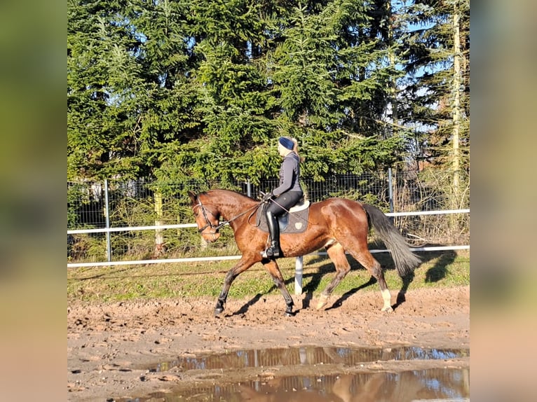 Silésien Croisé Hongre 4 Ans 160 cm Bai in Wiesengrund
