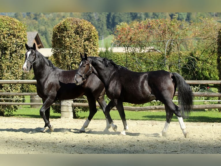 Silésien Hongre 4 Ans 165 cm Noir in Kamnik
