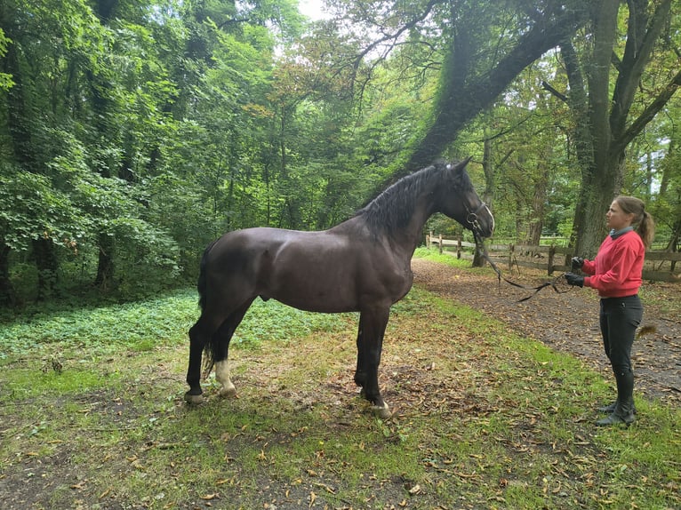 Silésien Hongre 4 Ans 166 cm Noir in Görlitz