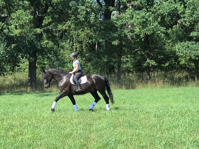 Silésien Hongre 4 Ans 166 cm Noir in Görlitz