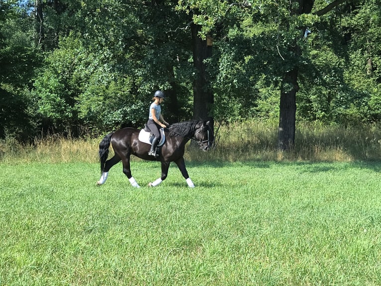 Silésien Hongre 4 Ans 166 cm Noir in Görlitz