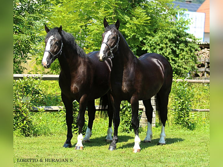 Silésien Hongre 5 Ans 166 cm Noir in KAMNIK