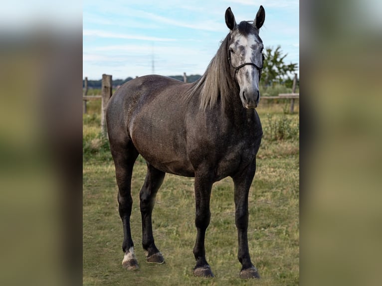 Silésien Hongre 5 Ans Gris in Modl&#x119;cin