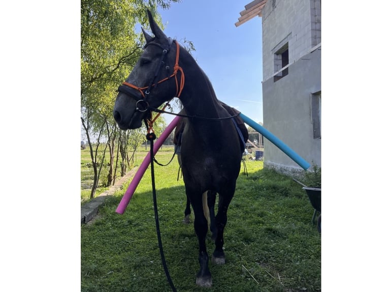 Silésien Hongre 5 Ans Gris in Modl&#x119;cin