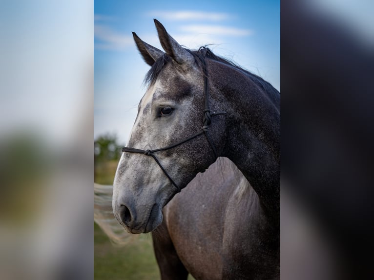 Silésien Hongre 5 Ans Gris in Modl&#x119;cin