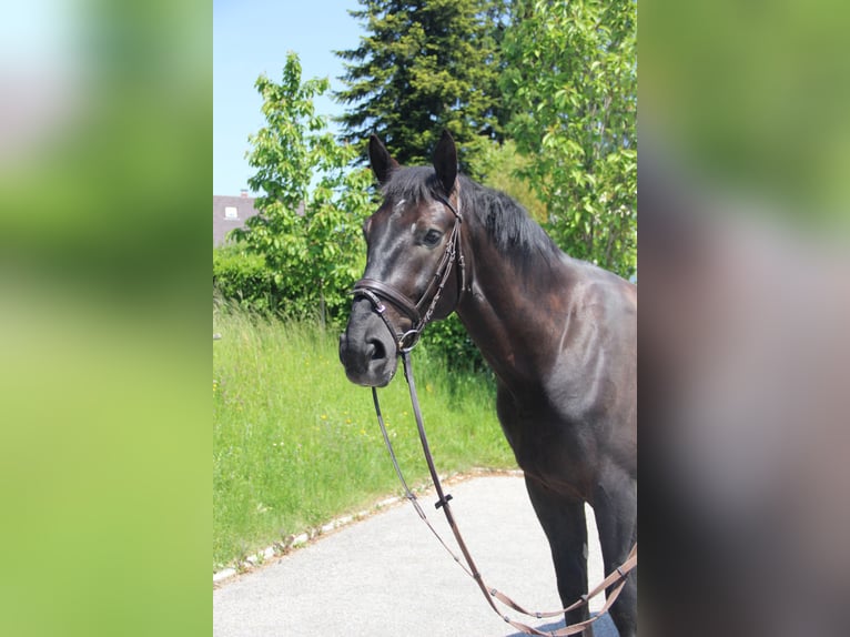 Silésien Hongre 6 Ans 165 cm Noir in Landshut