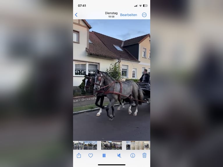 Silésien Hongre 6 Ans 166 cm Noir in Thießen