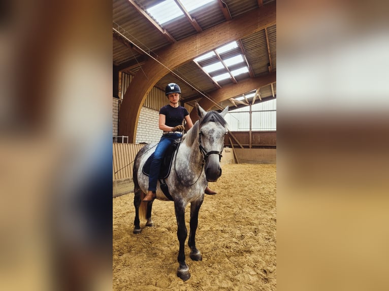 Silésien Hongre 7 Ans 162 cm Gris in Mechernich