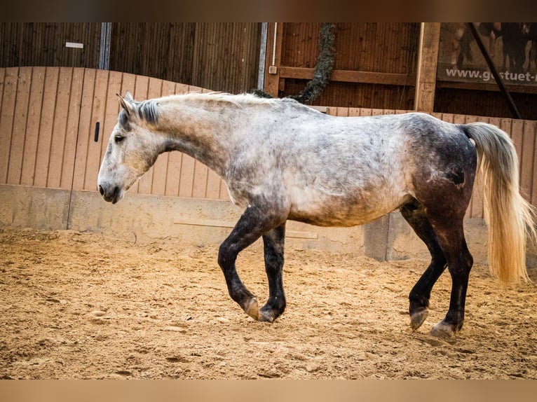 Silésien Hongre 7 Ans 162 cm Gris in Mechernich