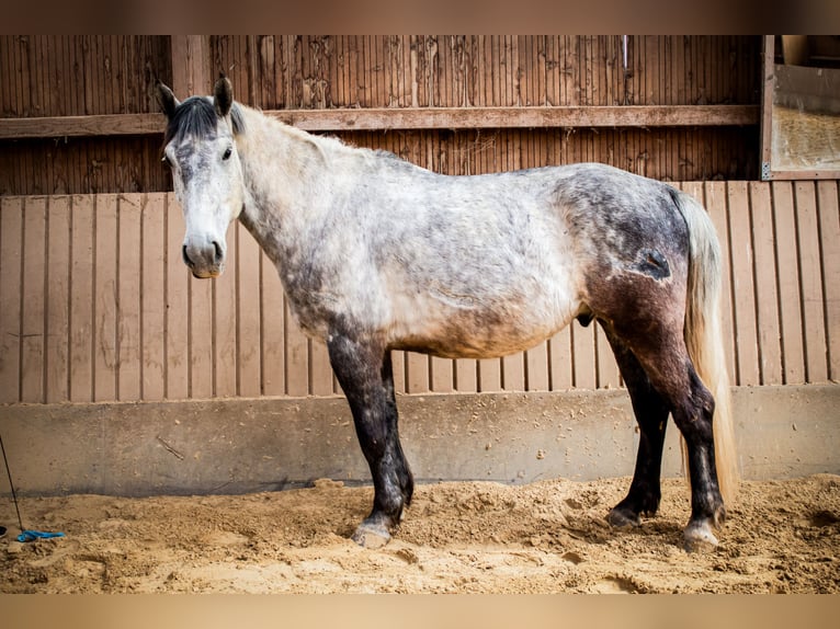 Silésien Hongre 7 Ans 162 cm Gris in Mechernich