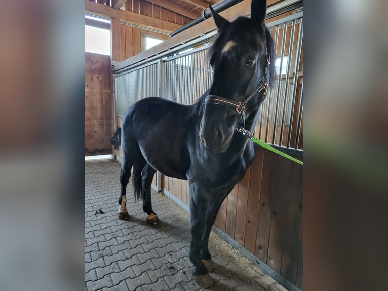 Silésien Hongre 7 Ans 163 cm in Zwiesel