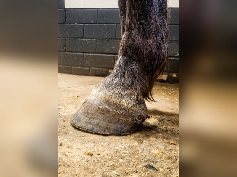 Silésien Hongre 7 Ans 164 cm Gris in Mechernich