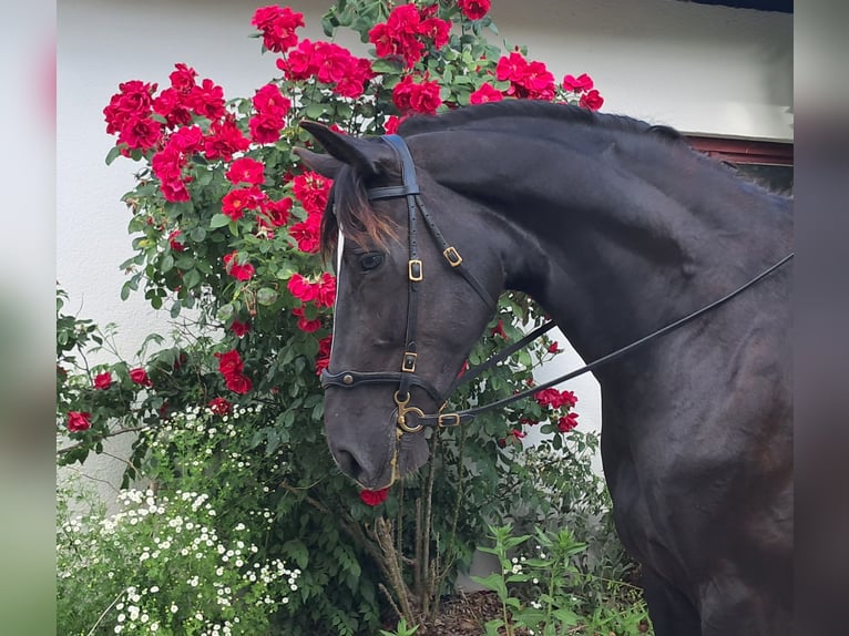 Silésien Hongre 7 Ans 167 cm Noir in Bayerbach