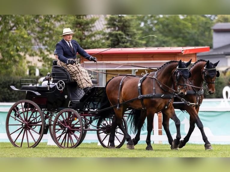 Silésien Hongre 7 Ans 169 cm Bai cerise in Puste Łąki