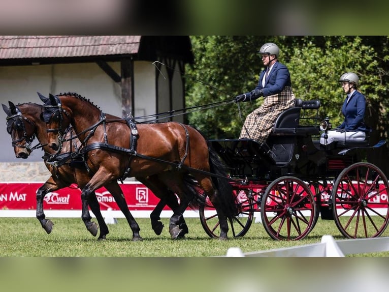 Silésien Hongre 7 Ans 169 cm Bai cerise in Puste Łąki