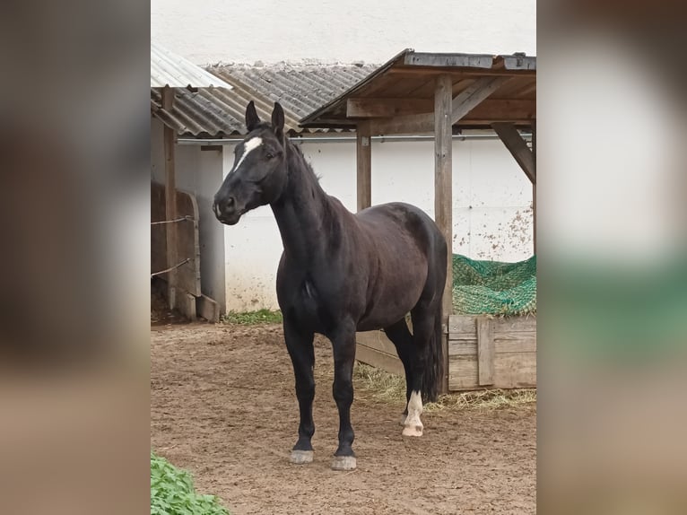 Silésien Hongre 7 Ans 175 cm Noir in Kirchberg an der Iller