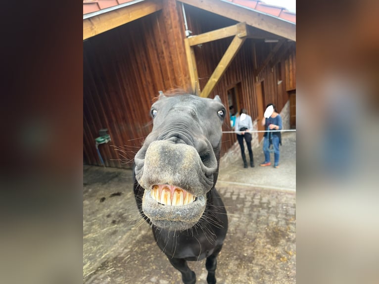 Silésien Hongre 8 Ans 162 cm Noir in Michelstadt