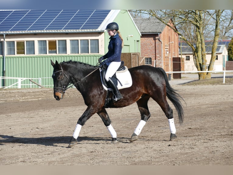 Silésien Hongre 8 Ans 165 cm  in Ganschow