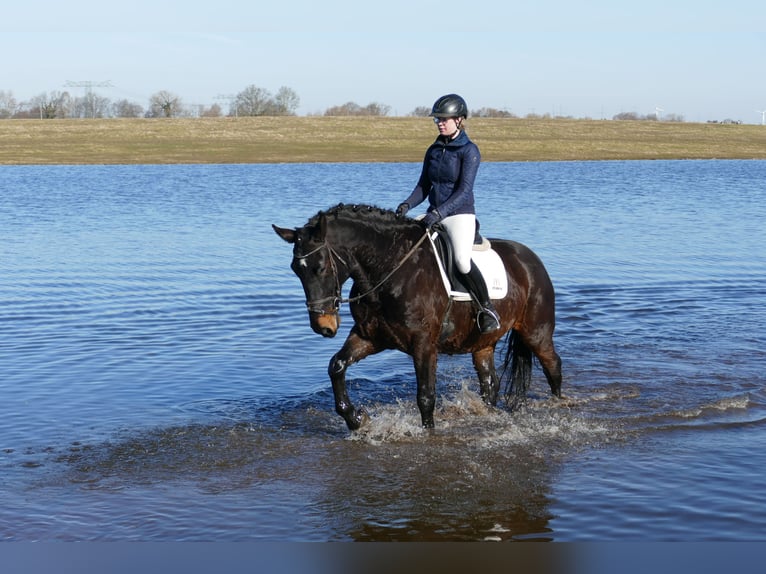 Silésien Hongre 8 Ans 165 cm  in Ganschow